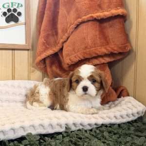 Cloe, Cavalier King Charles Spaniel Puppy